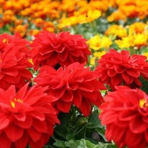 Meet your Posher, Marie